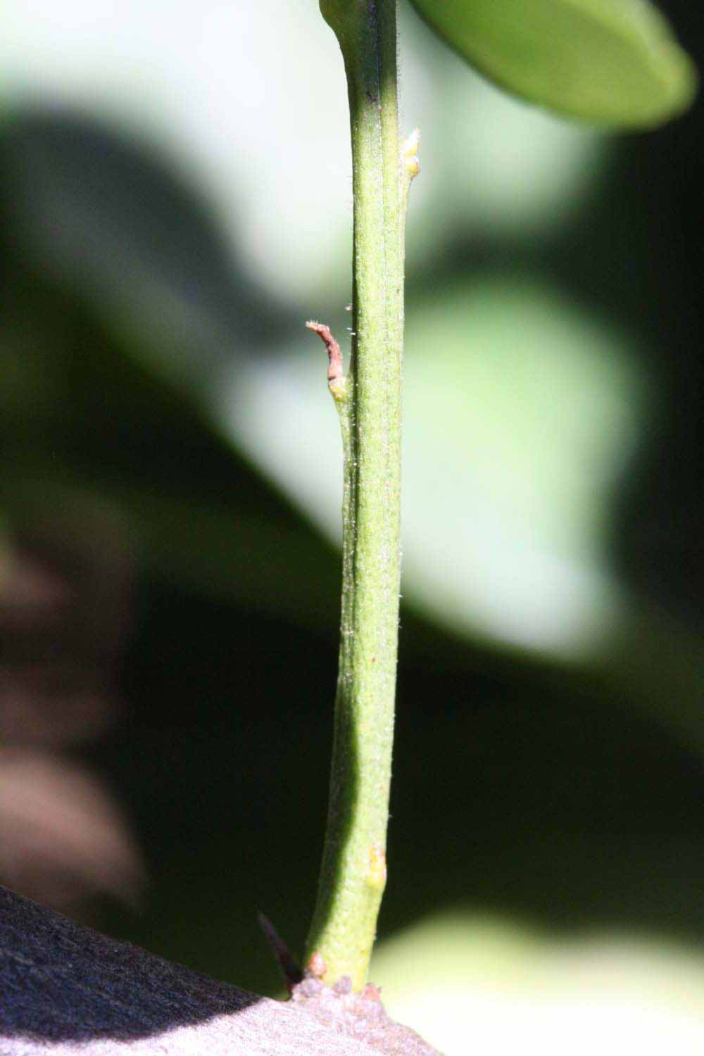            First year twig (Riverside, CA)   